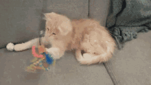 cat kitten playful playing biting
