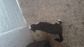 a black and white cat is standing on a tile floor