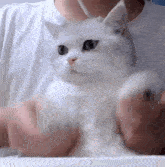 Latte Cat GIF - Latte Cat Piano GIFs