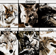 six pictures of wolves with the words destroy what destroys you at the top