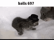 a kitten wearing a top hat is standing next to its mother .