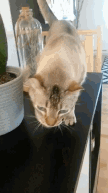 Cat Stretch GIF - Cat Stretch Cute GIFs