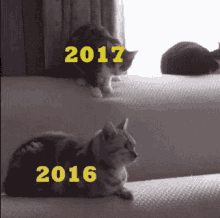 2016 2017 GIF - 2016 2017 Cats GIFs