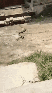 Snake Sandal GIF - Snake Sandal Yoinky GIFs