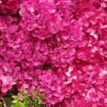 Pink Flowers GIF - Pink Flowers Pretty GIFs