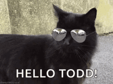 cat sunglasses hello