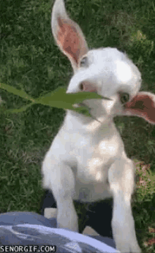 Funny Animals Goat GIF - Funny Animals Goat GIFs