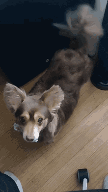 Pepper Dog GIF - Pepper Dog Ears GIFs