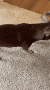 a dog is laying on a carpet in a room .