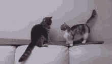 Kittens Patience Young One GIF - Kittens Patience Young One GIFs