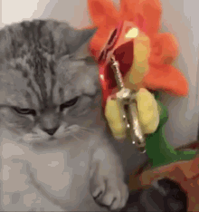 Cat Cats GIF - Cat Cats Cat Angry GIFs
