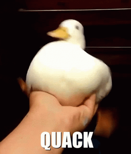 quack-duck.gif