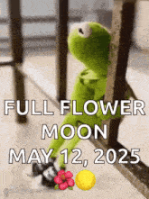 kermit the frog is sitting on a railing with the date of may 12 2025