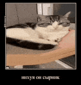 a cat is laying on top of a wooden table with its eyes closed .