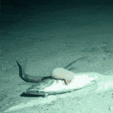 a squid is laying on a piece of paper in the ocean