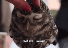 Get Well Soon! GIF - Get Well Soon Owl Bird GIFs