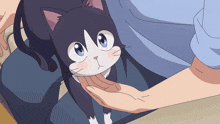a black and white cat is being petted by a person 's hand