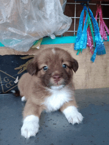 a small brown and white puppy laying on a table with a g cc sign in the background
