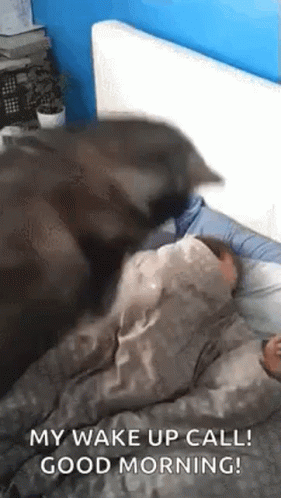 Good Morning Wake Up GIF - Good Morning Wake Up Funny - Discover & Share  GIFs