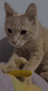 Cat Biscuits GIF