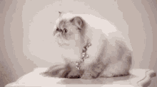 a white cat with big eyes is looking at the camera .