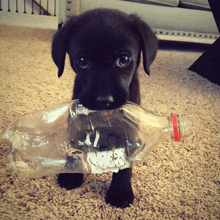 a black puppy is holding a plastic bottle with a red cap