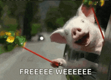 a pig sticking its head out of a car window with the words freeeeee weeeeeee written below it
