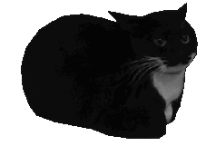 Maxwell Cat Sticker - Maxwell Cat Gato Stickers