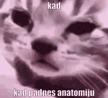 Kad Padnes Anatomiju Anatomy GIF - Kad Padnes Anatomiju Anatomy GIFs