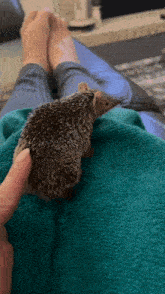 Hedgehog еж GIF
