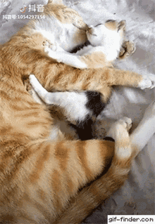 Kitten Hug Kitty GIF - Kitten Hug Kitty Cat GIFs