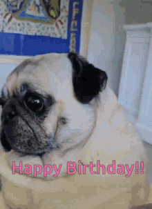 Birthday Pug Birthday GIF - Birthday Pug Birthday Happy Birthday GIFs