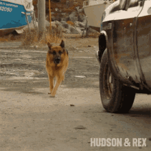 running rex diesel vom burgimwald hudson and rex sprint