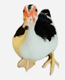 a black and white duck with a red head is standing on a white background