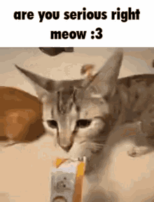 Cat Meow GIF
