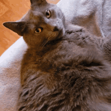 Smokey Cat GIF - Smokey Cat GIFs