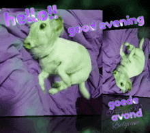 Hond Dog GIF - Hond Dog Vec50dog GIFs