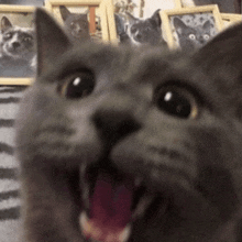 a close up of a cat 's face with its mouth wide open