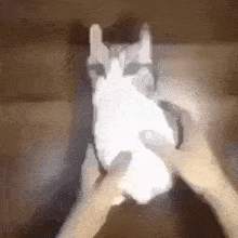 a person is holding a white cat in their hands in a blurry picture .
