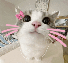 a close up of a cat with a pink bow on its head