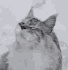 Snow Cat GIF - Snow Cat Wiggle GIFs