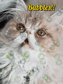Bubbles Kitten GIF - Bubbles Kitten Happy GIFs