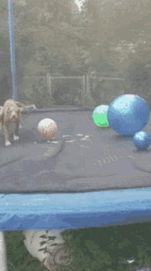 Jump Trampoline GIF - Jump Trampoline Dog GIFs