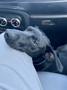 Black Dog Dog In Car GIF