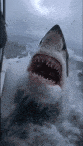 a shark with its mouth open is swimming in the water