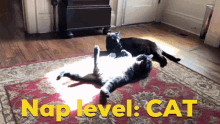 Cat Cats GIF - Cat Cats Nap GIFs