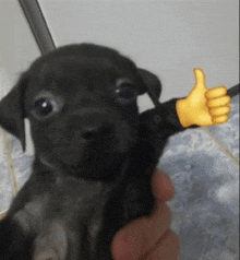 Puppy Thumbs Up GIF - Puppy Thumbs Up Cute GIFs