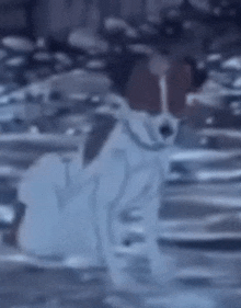 a dog is swimming in a bottle of water in the water .
