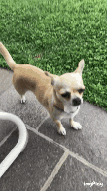 Milu Dog GIF - Milu Dog Chihuahua GIFs