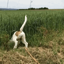 dog beagle puppy field jump